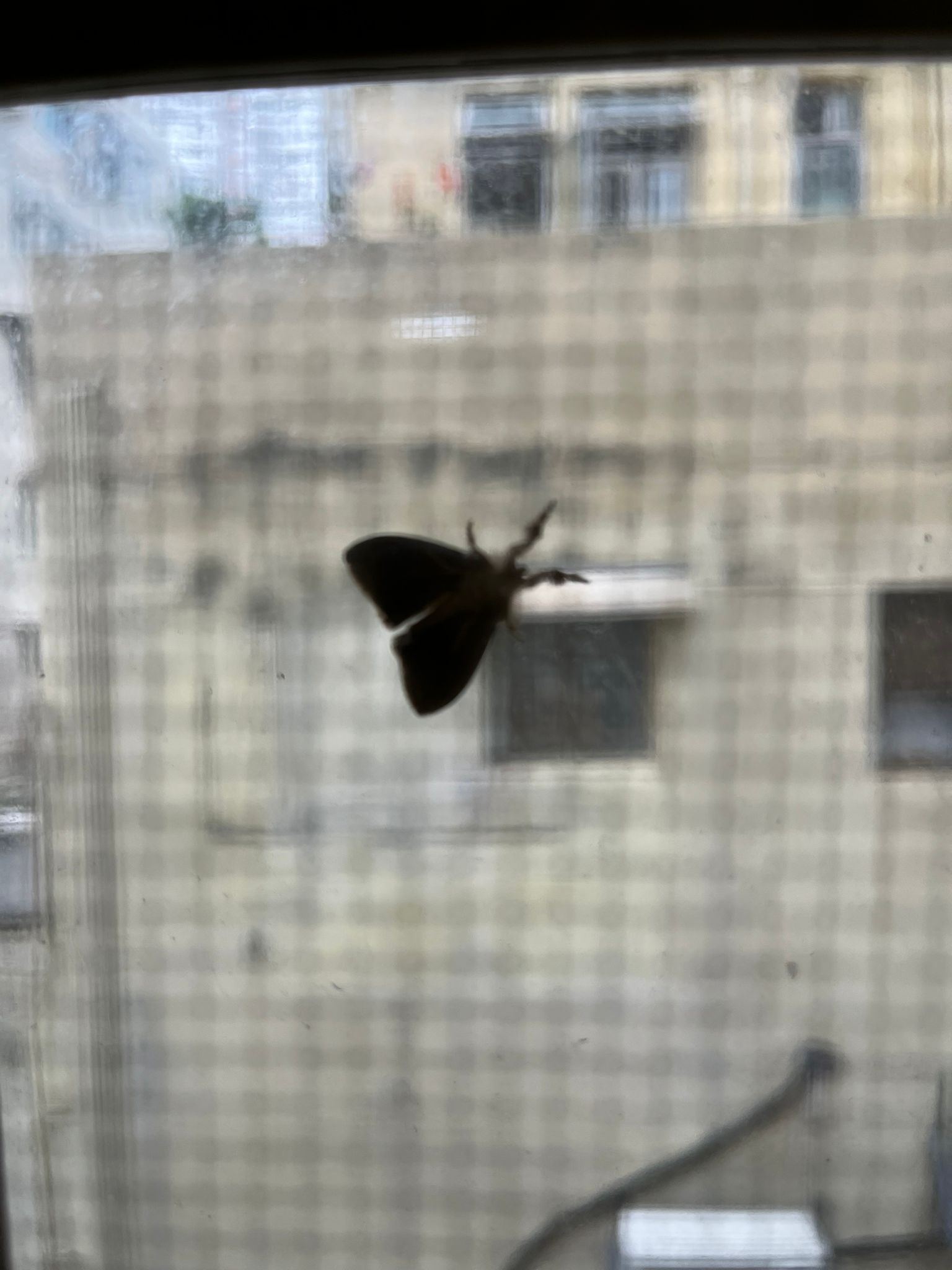 永念園西貢凶宅清潔飛蛾停先人安樂椅怪事