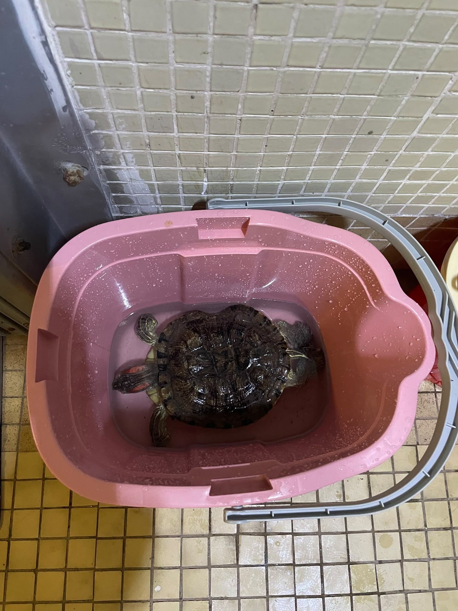 凶宅清潔發現被遺棄巴西龜送往愛護動物協會